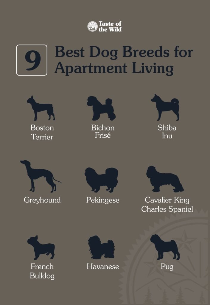 The Best Dog Breeds for Apartment Living