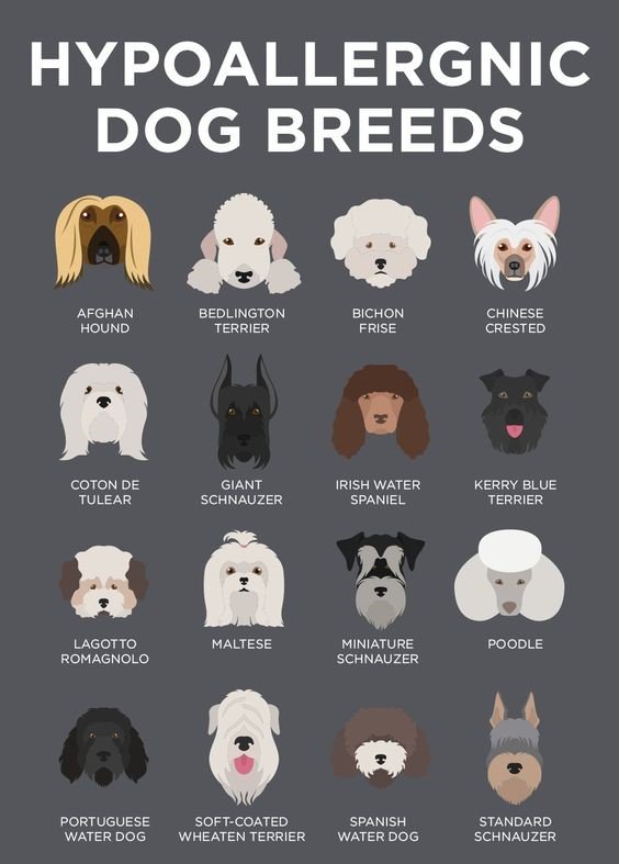 The Best Dog Breeds for Allergy Sufferers