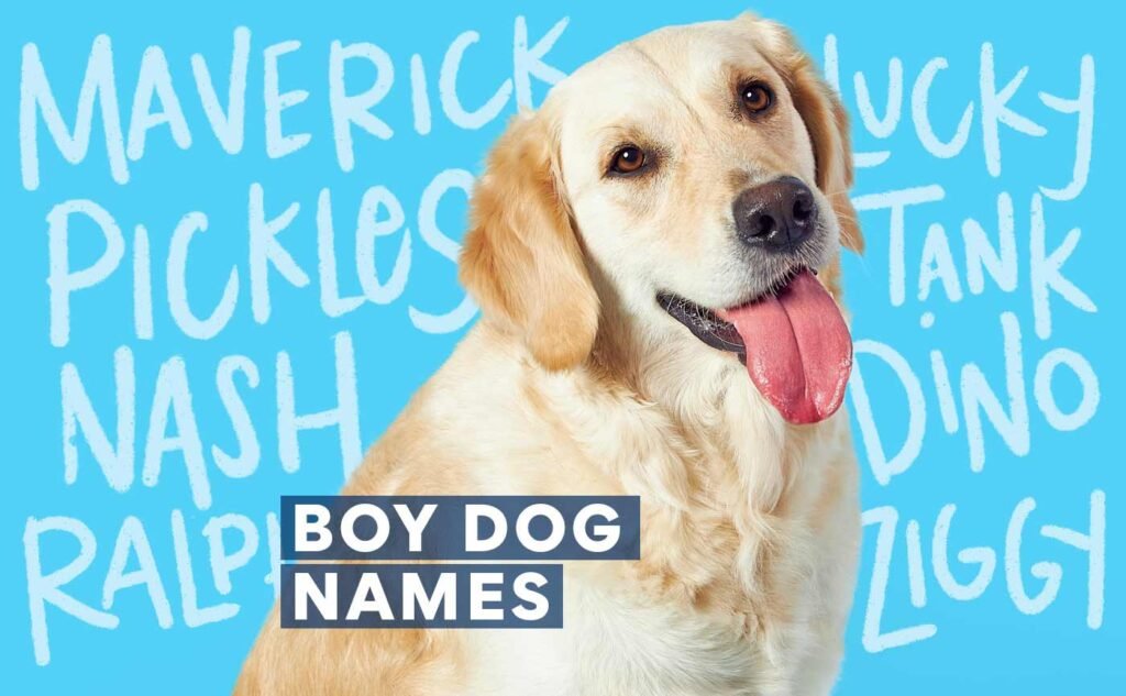 10 Unique Dog Names for Your New Furry Friend