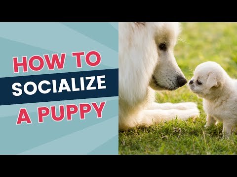 7 Tips for Socializing Your Dog at the Dog Park