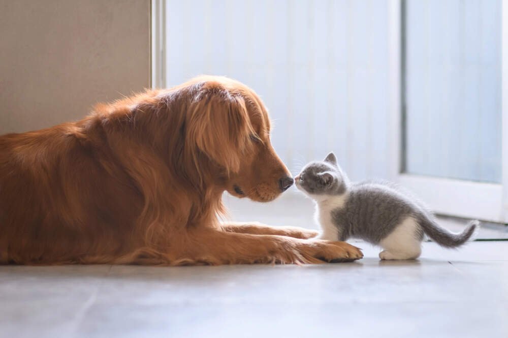 How to Introduce Your Dog to a New Cat