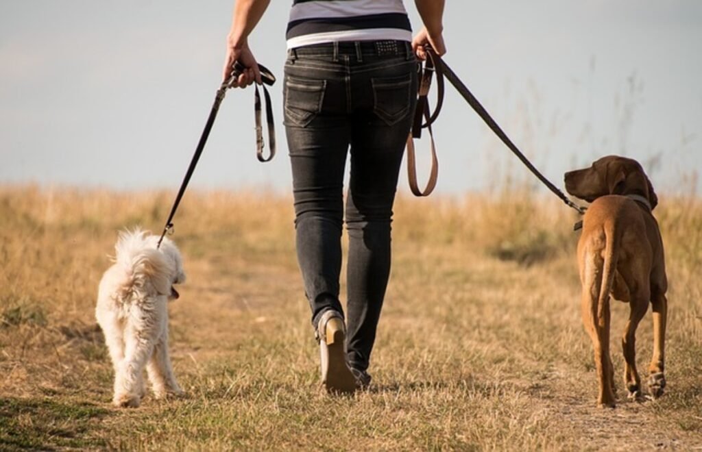 7 Tips for Training Your Dog to Walk on a Leash